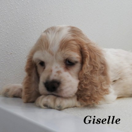 puppy, for, sale, Cocker Spaniel, Joe & Cherri  Overlease, dog, breeder, Miller, MO, dog-breeder, puppy-for-sale, forsale, nearby, find, puppyfind, locator, puppylocator, aca